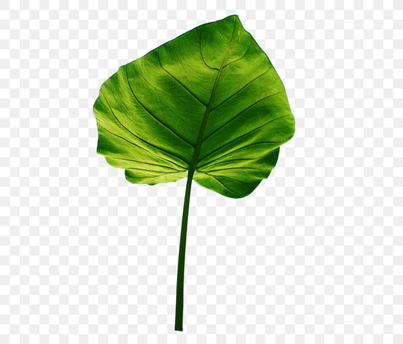 Leaf Green Tarul Plant, PNG, 525x700px, Leaf, Animation, Color, Elephant Ear, Green Download Free