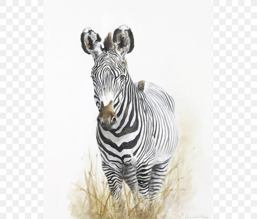 Quagga Wildlife BBC Artist Neck, PNG, 700x700px, Quagga, Animal, Artist, Bbc, Horse Like Mammal Download Free