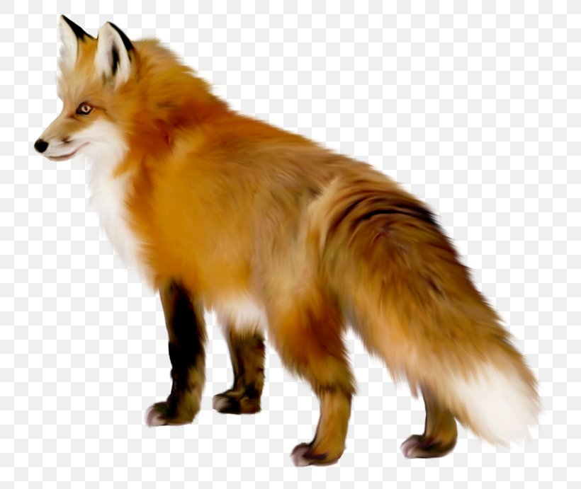 Red Fox Clip Art, PNG, 767x691px, Red Fox, Animal, Carnivoran, Document, Dog Breed Download Free
