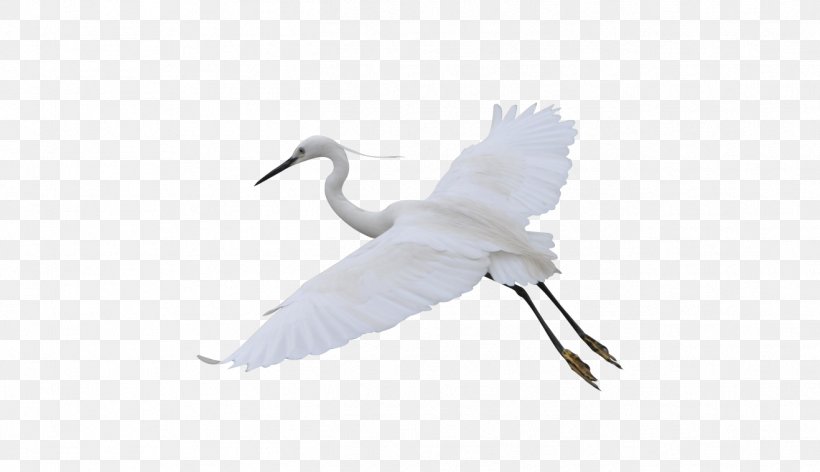 White Chart, PNG, 1318x760px, Bird, Anatidae, Beak, Crane, Crane Like Bird Download Free