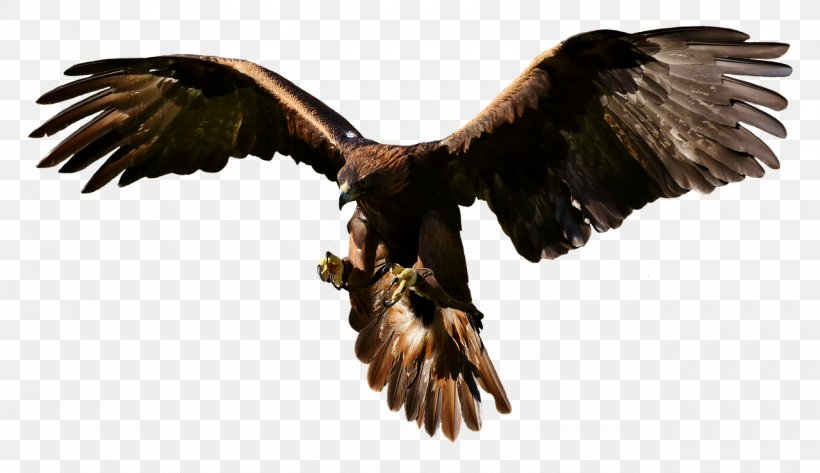Eagle Bird Of Prey Clip Art, PNG, 1280x739px, Eagle, Accipitriformes, Bald Eagle, Beak, Bird Download Free