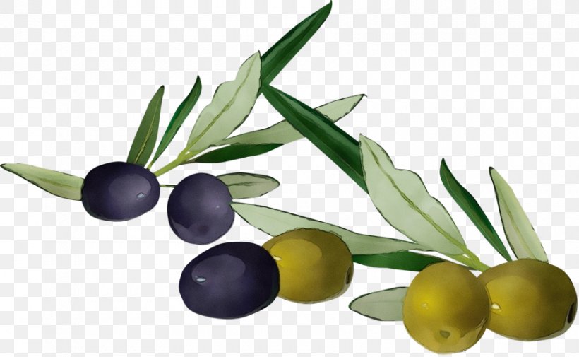 Olive Oil, PNG, 900x555px, Watercolor, Flower, Flowering Plant, Food, Fruit Download Free