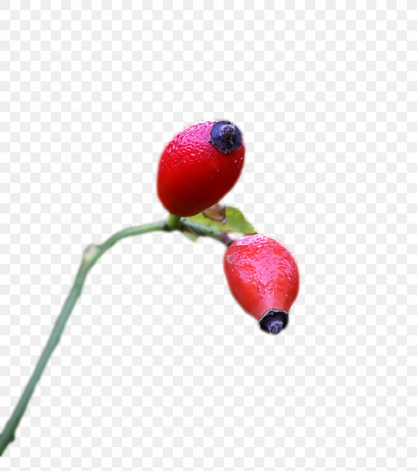 Rose, PNG, 1148x1298px, Rose Hip, Fruit, Rose Download Free