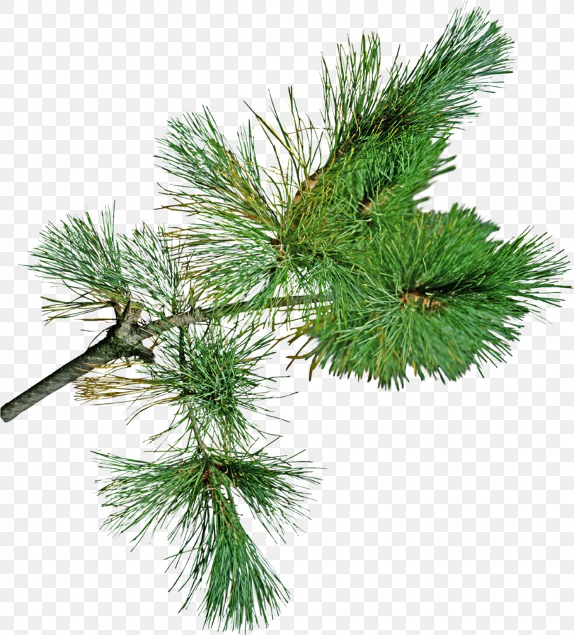 Snegurochka Pine Spruce Fir Santa Claus, PNG, 1157x1280px, Snegurochka, Branch, Christmas, Christmas Ornament, Christmas Tree Download Free