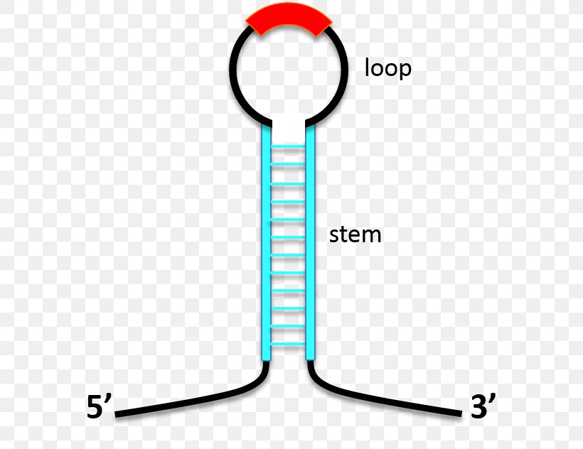 Stem-loop Antisense RNA Biomolecular Structure DNA, PNG, 640x632px,  Stemloop, Antisense Rna, Area, Biomolecular Structure, Dna