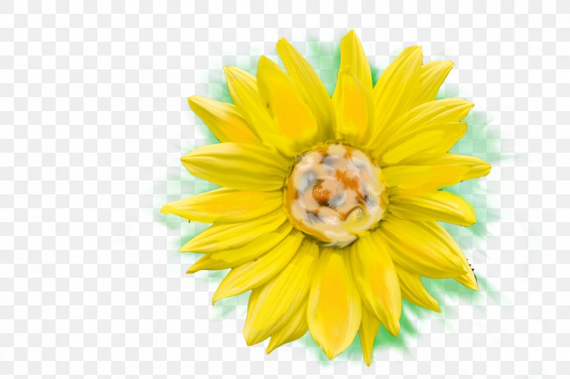 Sunflower M Close-up Petal, PNG, 1200x800px, Sunflower M, Closeup, Daisy, Daisy Family, Flower Download Free