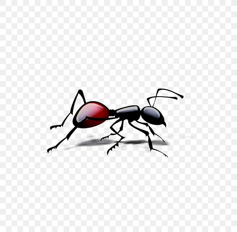 Weevil Insects Fly Stx Eu.tm Energy Nr Dl Meter, PNG, 800x800px, Weevil, Cartoon, Fly, Insects, Membrane Download Free