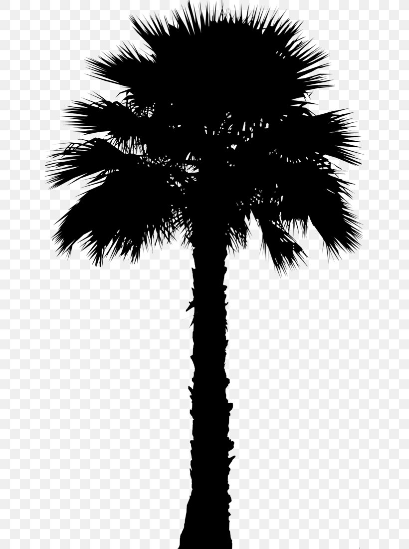 Asian Palmyra Palm Clip Art Coconut Palm Trees, PNG, 640x1100px, Asian Palmyra Palm, Arecales, Attalea Speciosa, Blackandwhite, Borassus Download Free