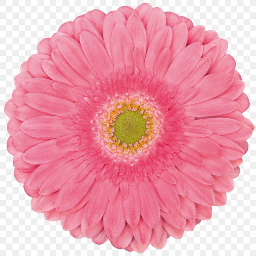 Flowers Background, PNG, 1024x1024px, Transvaal Daisy, Artificial Flower, Aster, Barberton Daisy, Carnation Download Free