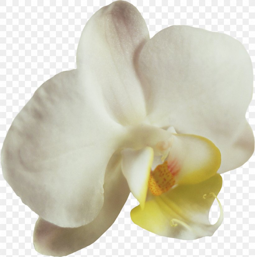Moth Orchids Flower Petal Clip Art, PNG, 1587x1600px, Orchids, Bud, Cut Flowers, Flower, Flowering Plant Download Free