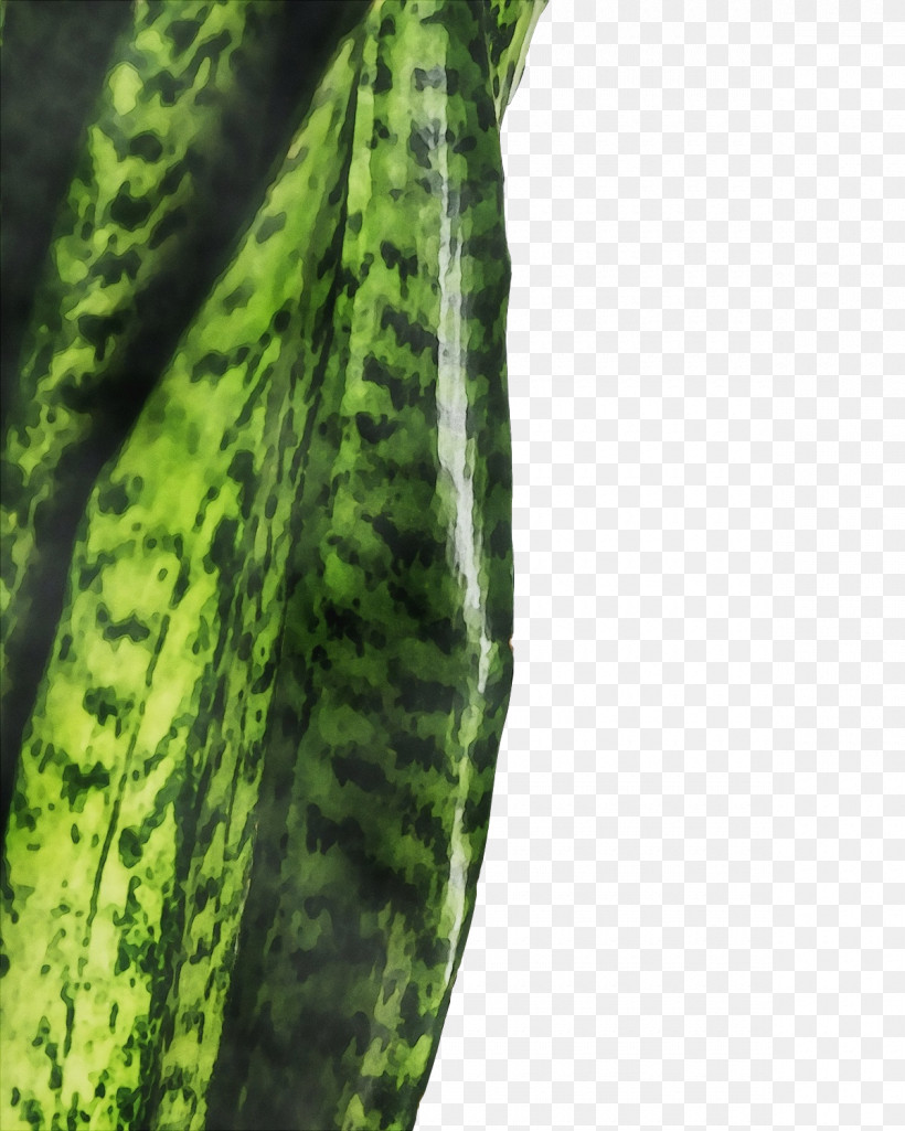 Plant Stem Vegetable Cucumber Cucurbits Melon, PNG, 1200x1500px, Watercolor, Biology, Cucumber, Cucurbits, Gourd Download Free