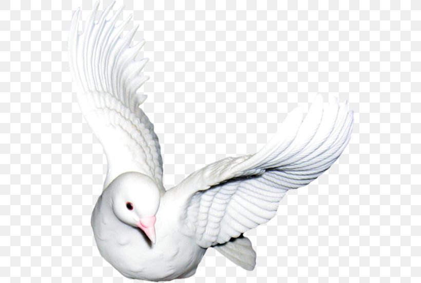 Columbidae Bird Homing Pigeon Clip Art, PNG, 560x552px, Columbidae, Animated Film, Beak, Bird, Domestic Pigeon Download Free