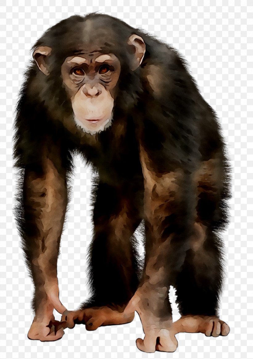 Common Chimpanzee Ape Monkey Jordan Image, PNG, 1016x1440px, Common Chimpanzee, Animal, Ape, Clapperboard, Fur Download Free