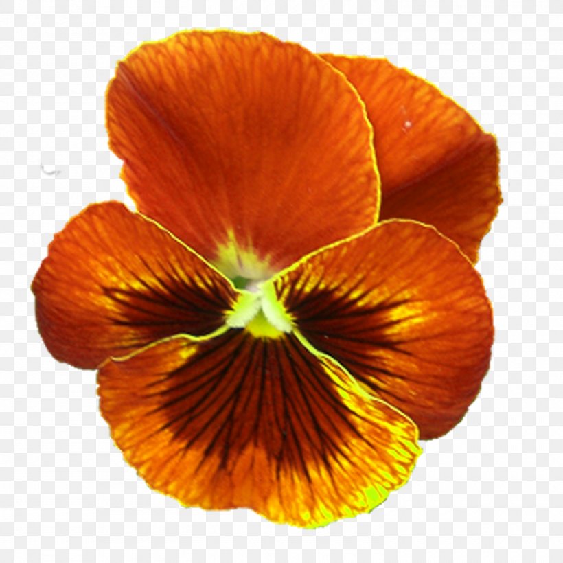 Cut Flowers Clip Art, PNG, 1500x1500px, Cut Flowers, Aladin, Floristry, Flower, Flowering Plant Download Free
