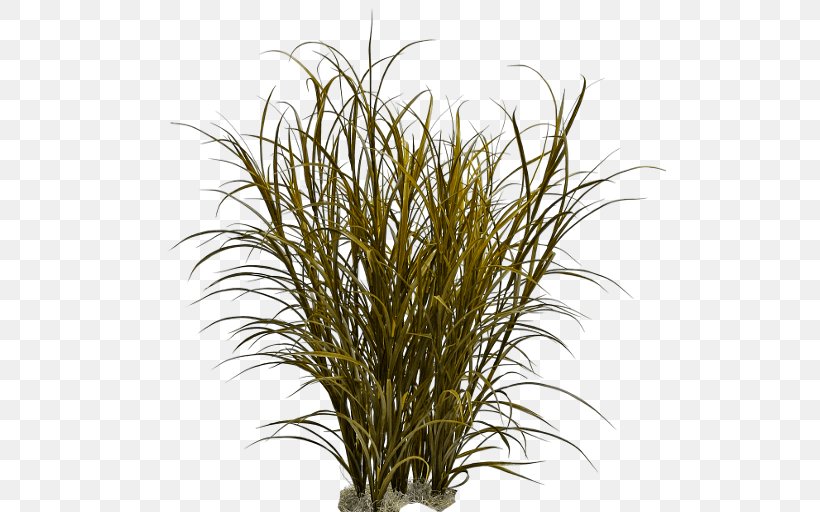 Ornamental Grass Fountain Grass Pennisetum Alopecuroides, PNG, 512x512px, Ornamental Grass, Branch, Commodity, Fountain Grass, Fountaingrasses Download Free