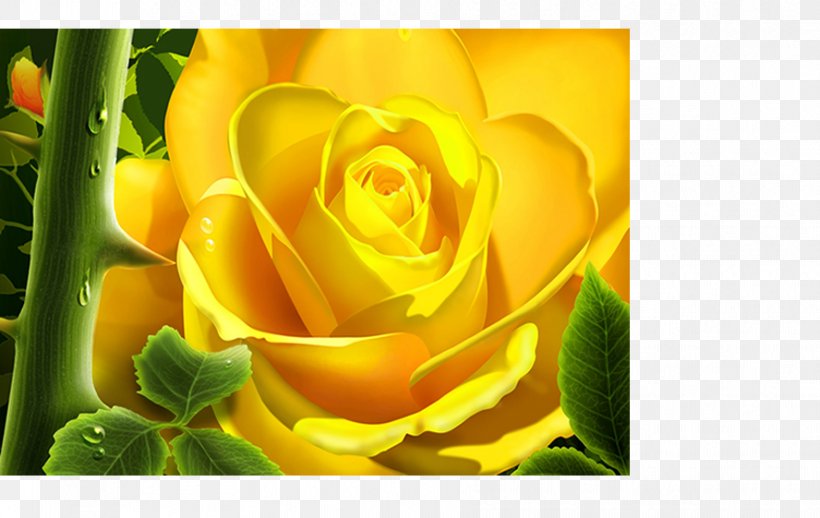 Rose Desktop Wallpaper Flower Yellow, PNG, 888x561px, Rose, Blue, Close Up, Cut Flowers, Display Resolution Download Free