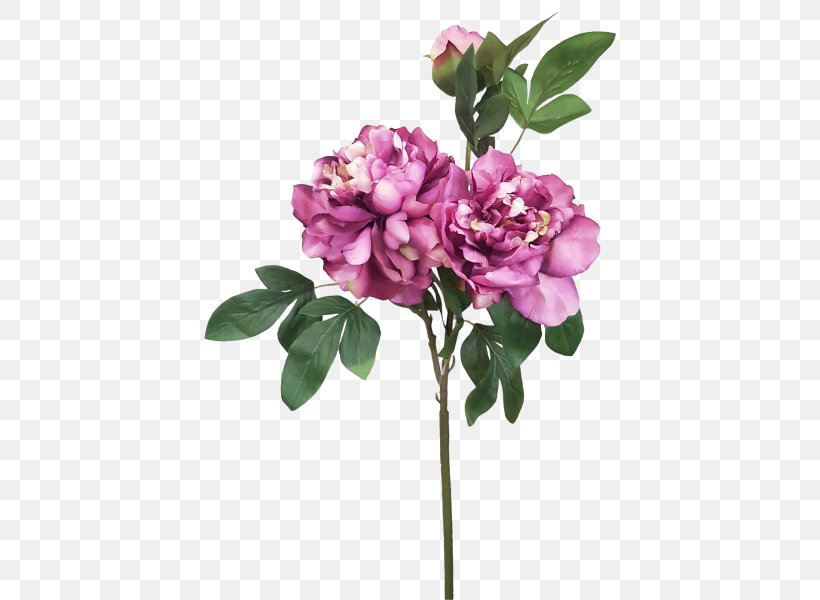 Cut Flowers Rosaceae Plant Stem Lilac Rose, PNG, 800x600px, Cut Flowers, Branch, Branching, Flower, Flowering Plant Download Free