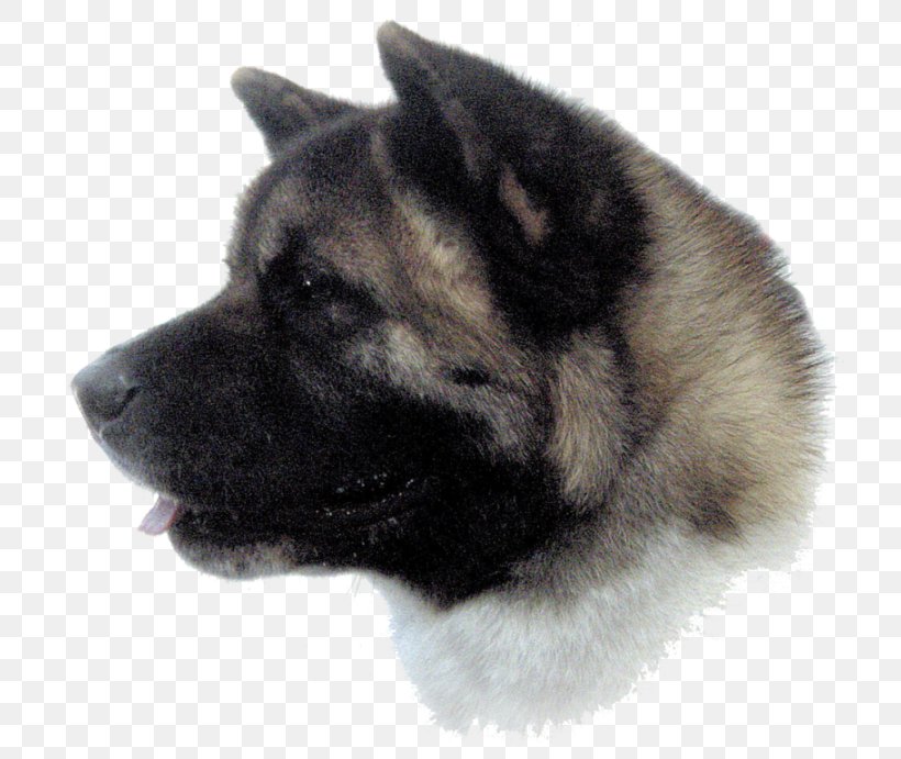 Dog Breed Akita Norwegian Elkhound Greenland Dog Eurasier, PNG, 738x691px, Dog Breed, Akita, Akita Inu, American Akita, Breed Download Free