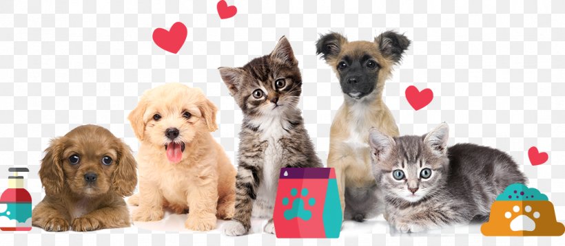 Dra Pety Cat Dog Pet Shop, PNG, 1084x474px, Cat, Animal, Carnivoran, Companion Dog, Dog Download Free