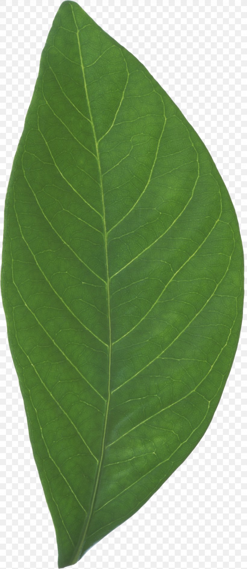 Leaf, PNG, 1180x2712px, Leaf, Plant Download Free