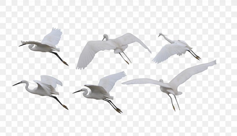 Siberian Crane Bird Flight White-naped Crane, PNG, 3248x1871px, Crane, Animal, Beak, Bird, Bird Flight Download Free