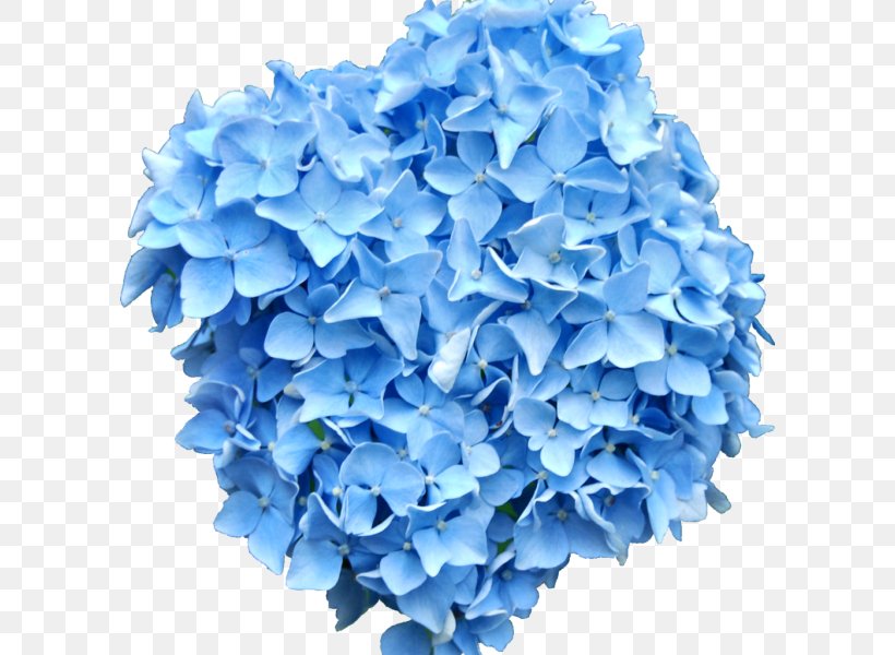 Blue French Hydrangea Clip Art Flower, PNG, 600x600px, Blue, Arumlily, Color, Cornales, Cut Flowers Download Free
