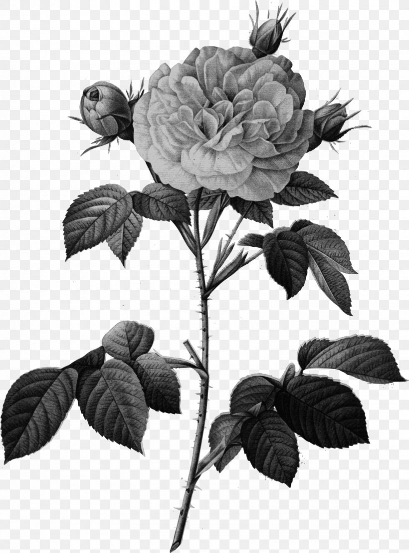 Cabbage Rose Les Roses Pierre-Joseph Redouté (1759-1840) Rosa × Alba Engraving, PNG, 1710x2310px, Cabbage Rose, Art, Black And White, Branch, Canvas Download Free