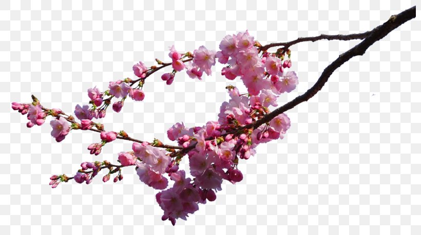 Cherry Blossom Branch Tree, PNG, 800x459px, Cherry Blossom, Art, Blossom, Branch, Cherry Download Free