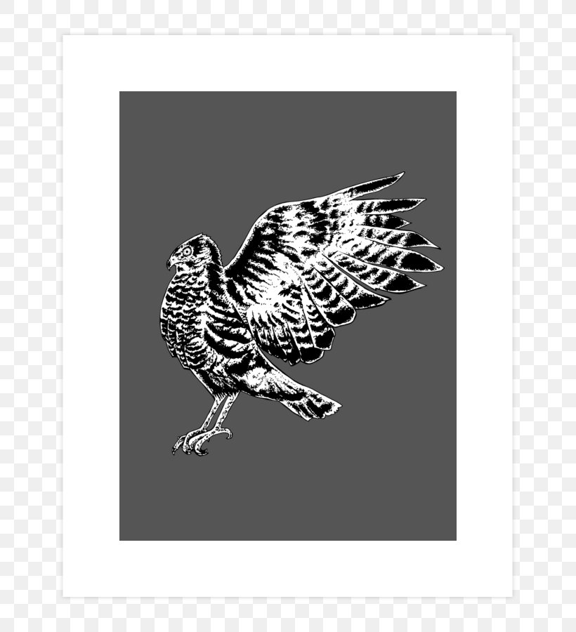 Drawing, PNG, 740x900px, Drawing, Beak, Bird, Bird Of Prey, Black And White Download Free