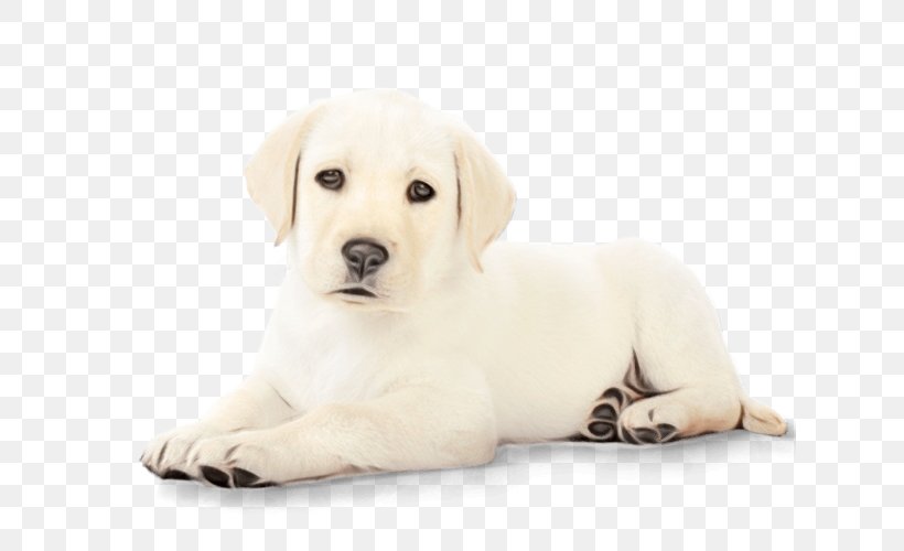 Labrador Retriever Puppy Akbash Companion Dog, PNG, 625x500px, Watercolor, Akbash, Akbash Dog, Breed, Canine Reproduction Download Free