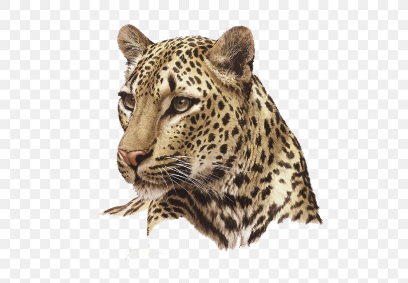 Leopard Felidae Desktop Wallpaper Clip Art, PNG, 500x569px, Leopard, Big Cats, Carnivoran, Cat Like Mammal, Cheetah Download Free