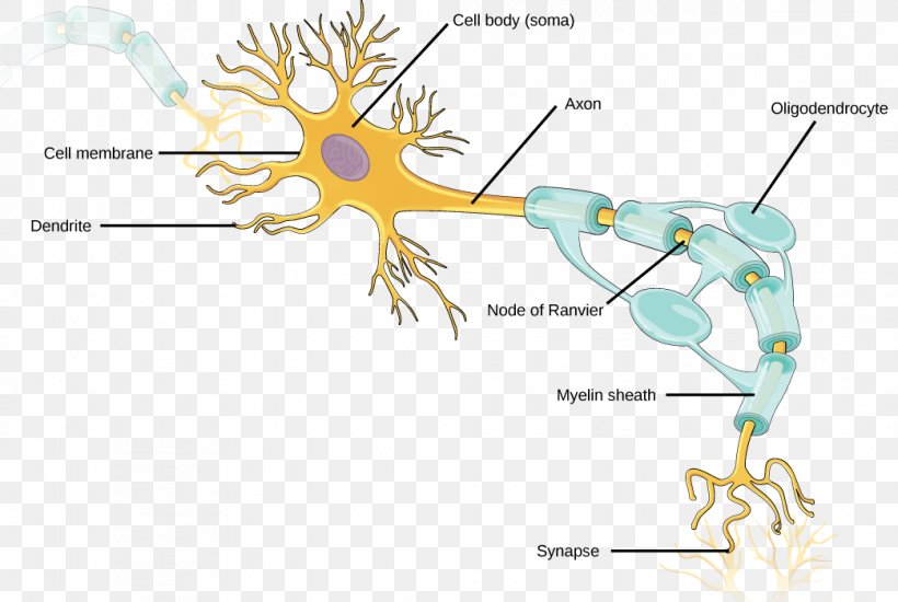 Neuron Axon Nervous System Neuroglia Dendrite, PNG, 1043x700px, Watercolor, Cartoon, Flower, Frame, Heart Download Free