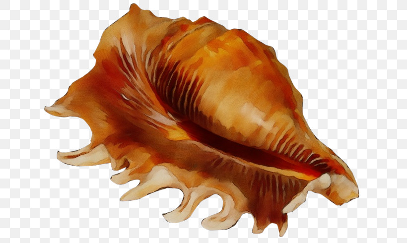 Cockle Seashell Conchology Sea Snail Conch, PNG, 650x490px, Watercolor, Cockle, Conch, Conchology, Paint Download Free