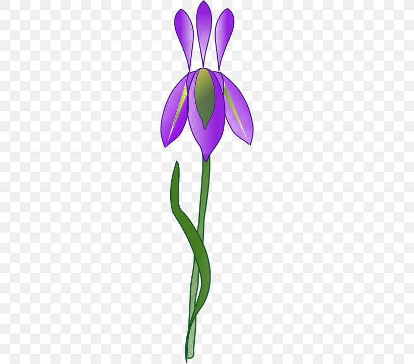 Iris Versicolor Clip Art, PNG, 360x720px, Iris Versicolor, Cut Flowers, Drawing, Eye, Flora Download Free