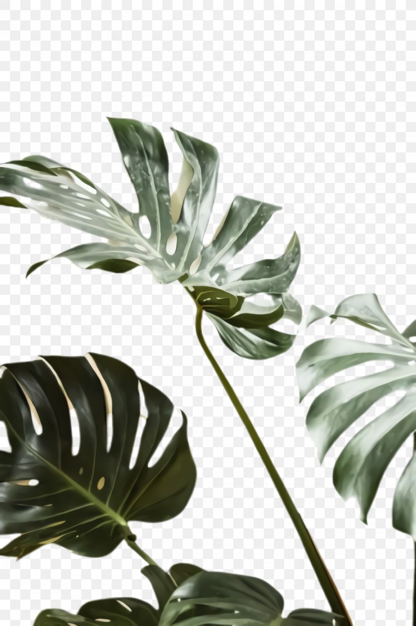 Monstera Deliciosa Plant Leaf Flower Black-and-white, PNG, 1632x2452px, Monstera Deliciosa, Anthurium, Arrowroot Family, Blackandwhite, Flower Download Free