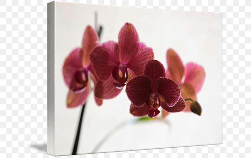 Moth Orchids Floral Design Dendrobium Cut Flowers, PNG, 650x517px, Moth Orchids, Artificial Flower, Cut Flowers, Dendrobium, Flora Download Free