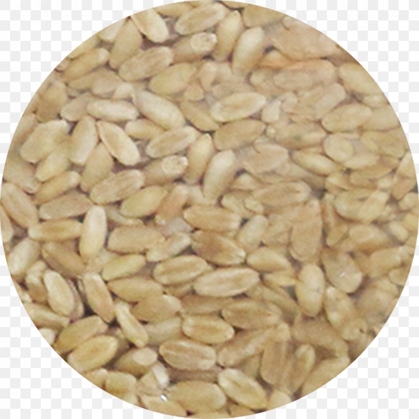 Peanut Cereal Germ Ingredient Seed, PNG, 1541x1541px, Nut, Cereal Germ, Commodity, Embryo, Ingredient Download Free