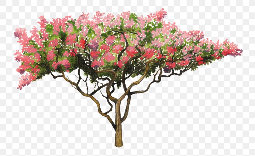 Crepe-myrtle Golden Shower Tree Flower Lagerstroemia Speciosa, PNG, 750x502px, Crepemyrtle, Bark, Blossom, Bonsai, Branch Download Free