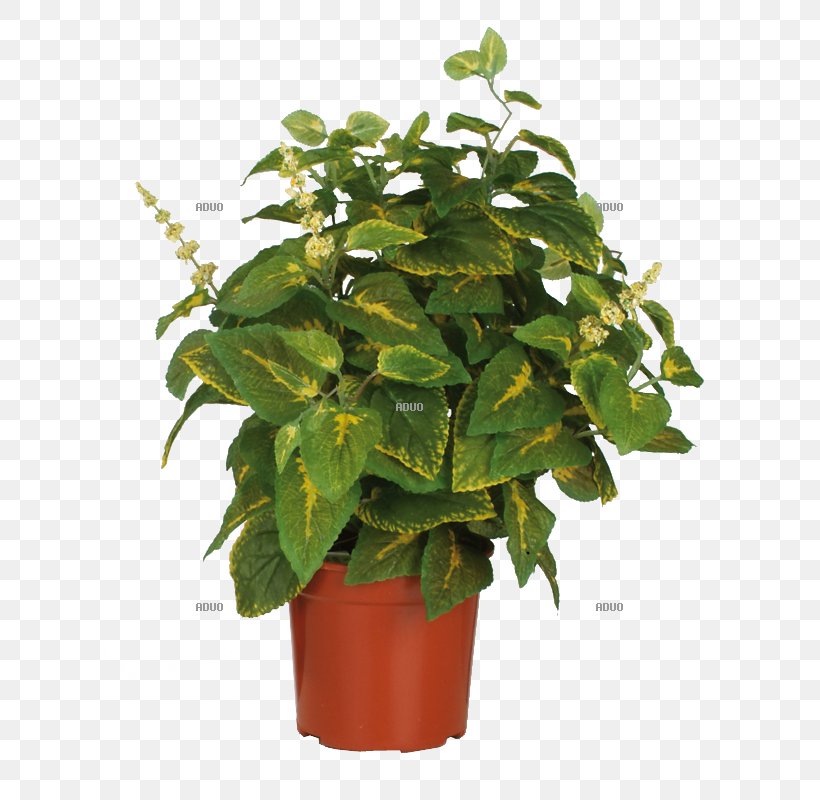 Flowerpot Wayfair Houseplant Tree, PNG, 800x800px, Flowerpot, Birch, California, Evergreen, Farmhouse Download Free