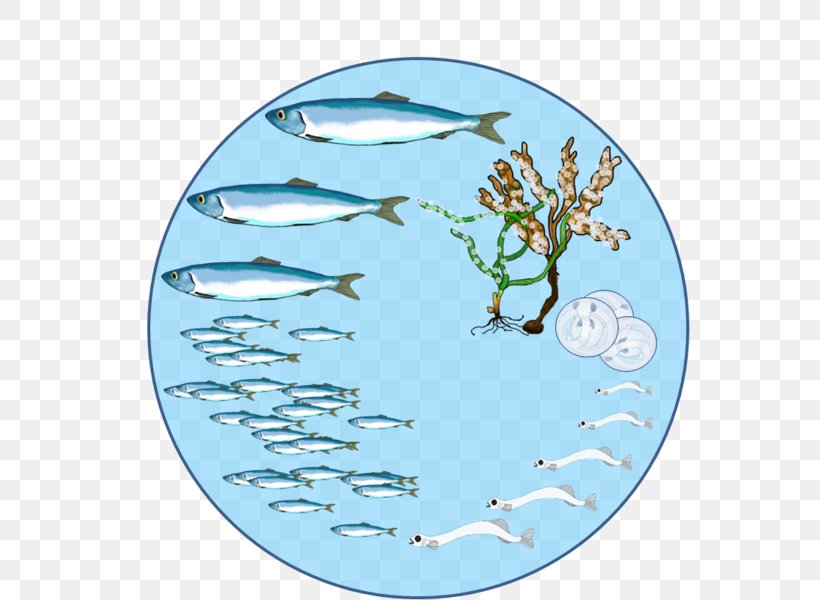 Herring Biological Life Cycle Reproduction Biology Fish, PNG, 560x600px, Herring, Abundance, Adult, Animal, Aqua Download Free