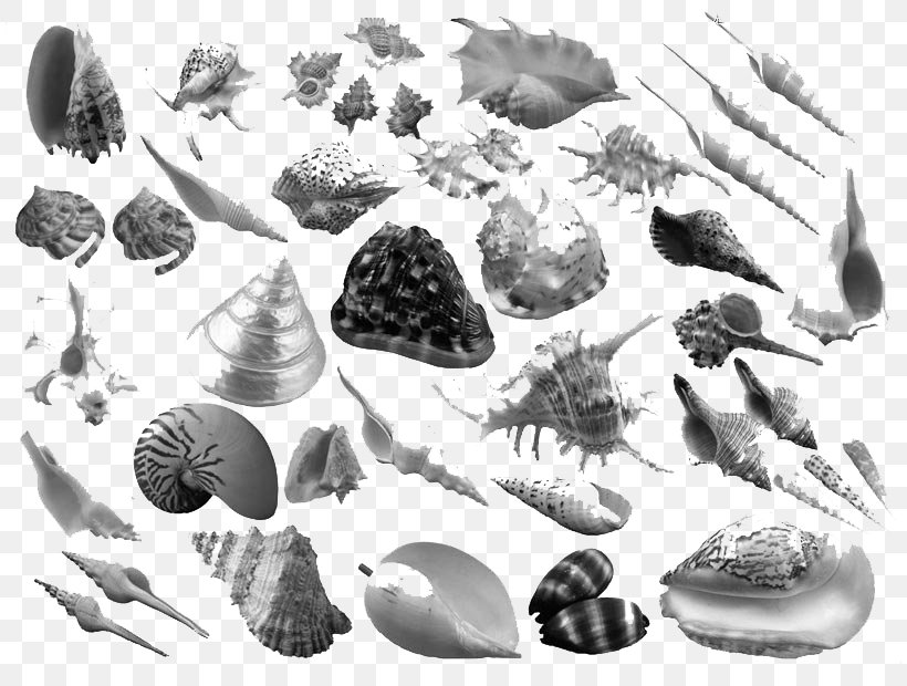 Ink Brush Conch, PNG, 820x620px, Brush, Adobe Systems, Black And White, Conch, Conchology Download Free