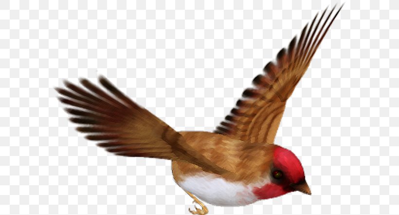 Bird Beak, PNG, 605x441px, Bird, Beak, Bird Of Prey, Blog, Digital Image Download Free
