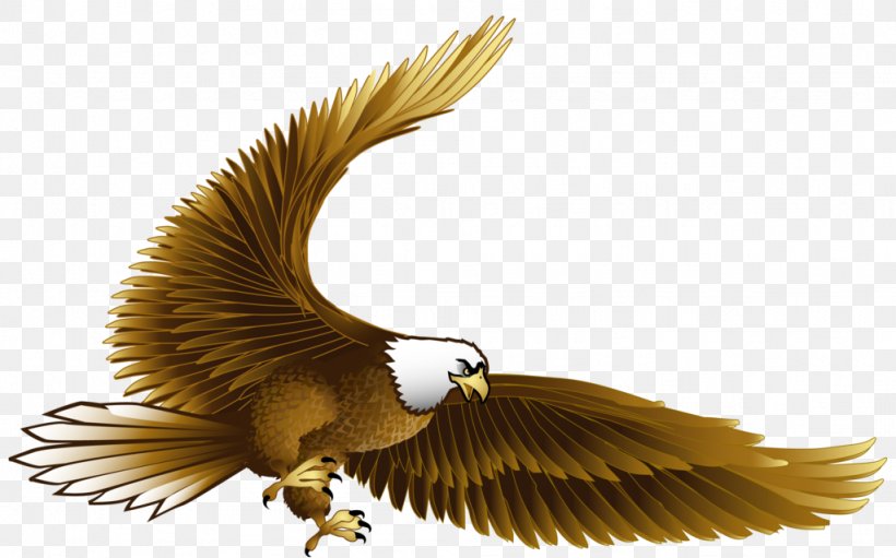 Bird Eagle Hawk Clip Art, PNG, 1024x639px, Bird, Accipitriformes, Bald Eagle, Beak, Bird Of Prey Download Free
