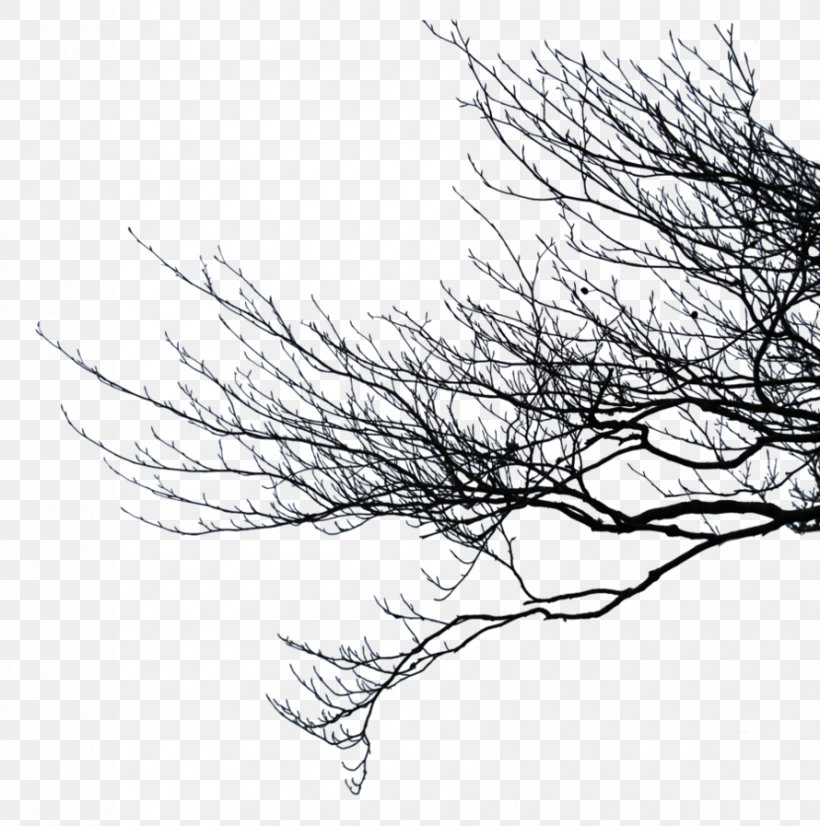 Branch Tree Photography Clip Art, PNG, 890x897px, Branch, Art, Black And White, Deviantart, Display Resolution Download Free