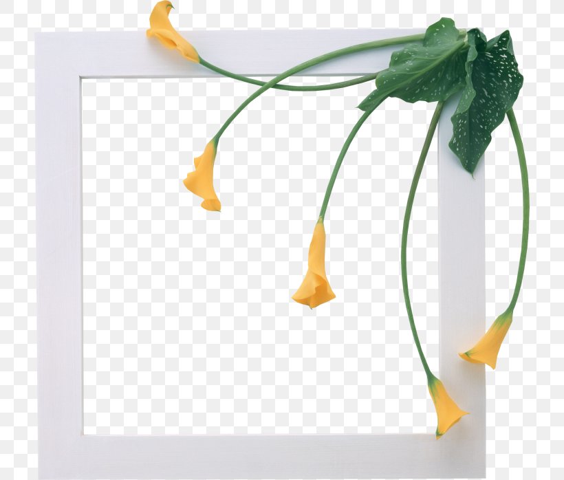 Picture Frame Photography Flower, PNG, 720x698px, Picture Frame, Albom, Animation, Film Frame, Flower Download Free