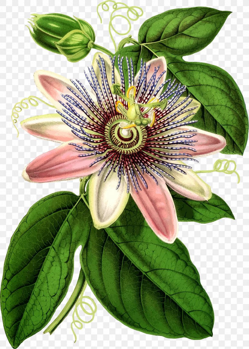 Purple Passionflower Bluecrown Passionflower Botanical Illustration Botany, PNG, 1714x2400px, Purple Passionflower, Art, Bluecrown Passionflower, Botanical Illustration, Botany Download Free