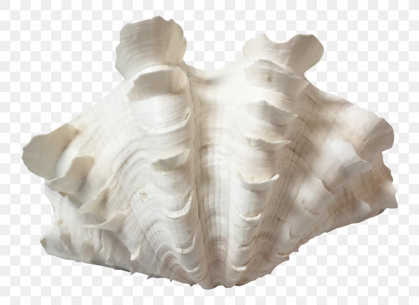 Giant Clam Seashell Hippopus Mollusc Shell, PNG, 2101x1531px, Clam, Chairish, Giant Clam, Inch, Mollusc Shell Download Free
