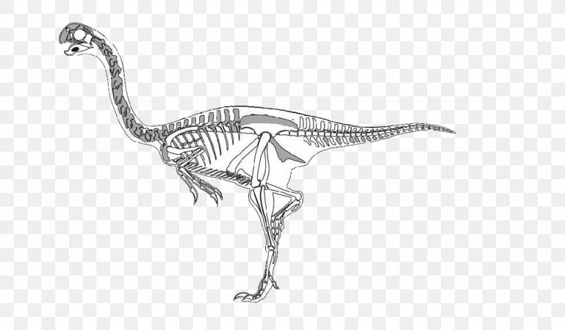 Velociraptor Dinosaur Skeleton, PNG, 1024x599px, Velociraptor, Black And White, Bone, Dinosaur, Extinction Download Free