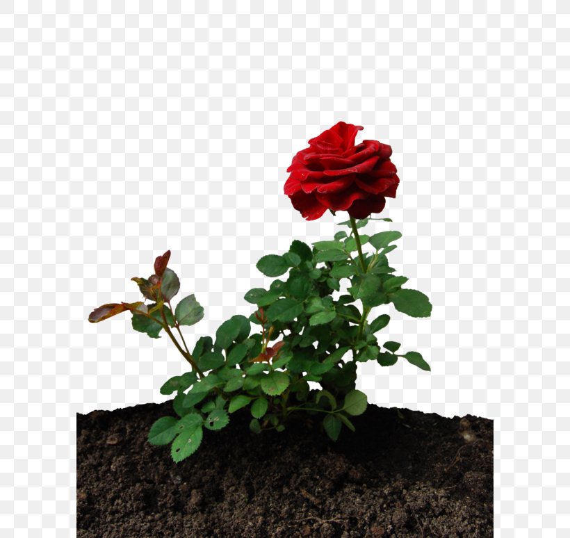 Garden Roses Desktop Wallpaper, PNG, 600x774px, Rose, Annual Plant, China Rose, Cut Flowers, Floral Design Download Free