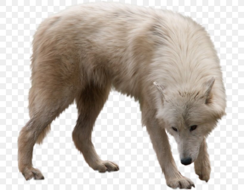 Gray Wolf Clip Art Information Image, PNG, 709x639px, Gray Wolf, Animal, Arctic Fox, Canidae, Canis Lupus Tundrarum Download Free